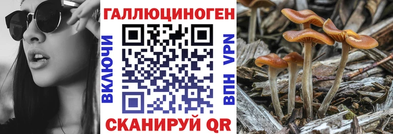 гидра как войти Камышлов Галлюциногенные грибы Psilocybe как найти закладки